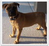 Ewoki the Boxer Puppy