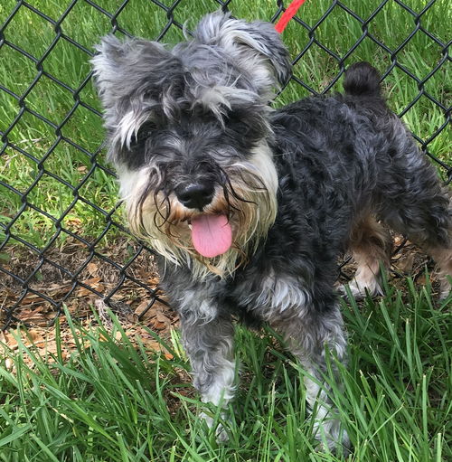Oreo *A BONDED PAIR WITH MOLLY*