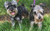 Oreo *A BONDED PAIR WITH MOLLY*