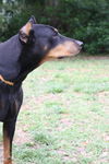 Marissa the Doberman