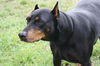 Marissa the Doberman