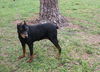 Marissa the Doberman