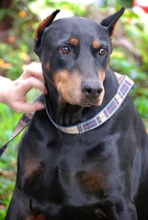 Marissa the Doberman