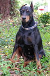Marissa the Doberman