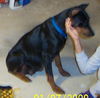 Marissa the Doberman