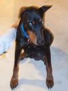 Marissa the Doberman