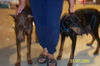 Marissa the Doberman