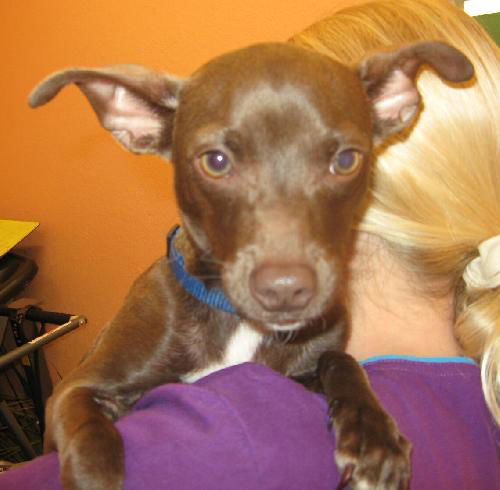 Parish the Chihuahua Puppy