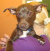Parish the Chihuahua Puppy