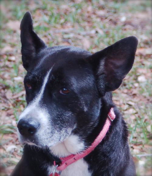 JJ the Cat-Loving Border Collie