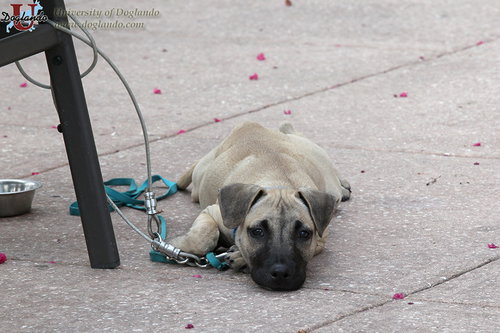 Kane the Doglando Camper Puppy