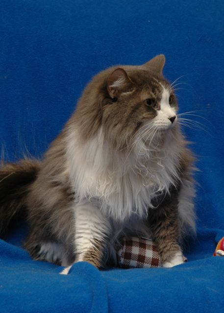 Jimmy the Maine Coon