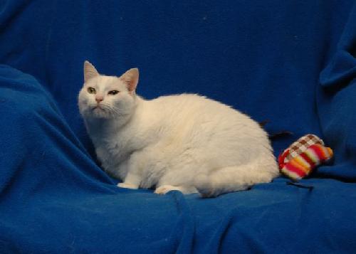 Lilly the White Beauty