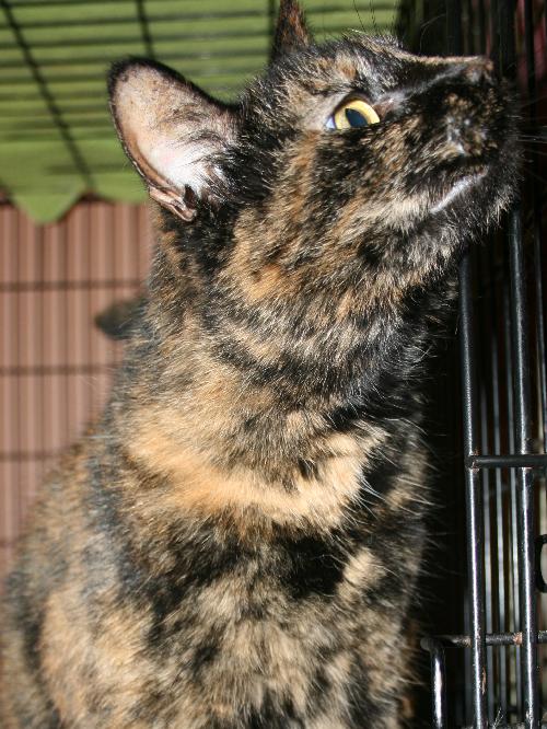 Josalynn the Tortoiseshell ~ Declawed