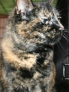 Josalynn the Tortoiseshell ~ Declawed