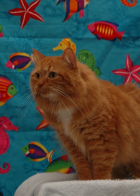 Scout the Tabby