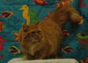 Scout the Tabby