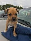Maverick @Camp Doglando