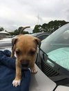 Maverick @Camp Doglando