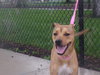 Maverick @Camp Doglando