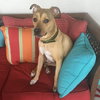 Maverick @Camp Doglando