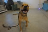 Maverick @Camp Doglando