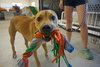 Maverick @Camp Doglando