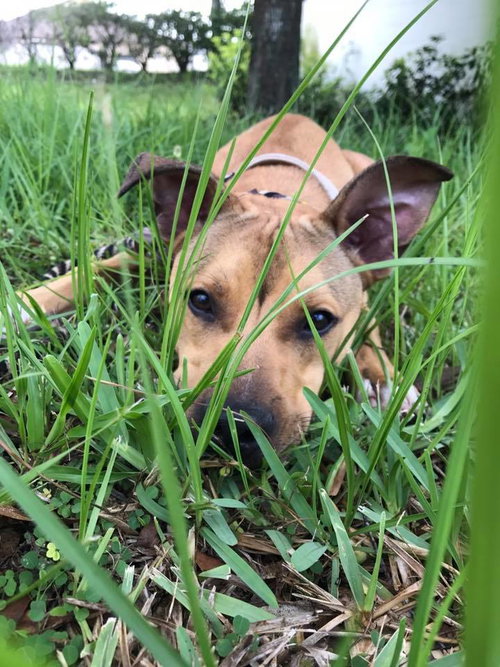 Maverick @Camp Doglando