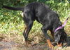 Simba the Coonhound