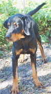 Simba the Coonhound