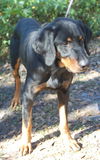Simba the Coonhound