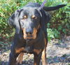 Simba the Coonhound