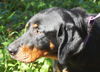 Simba the Coonhound
