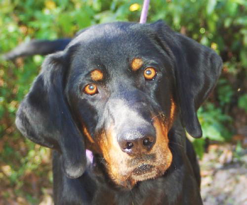 Simba the Coonhound