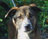 Pistol the Shepherd