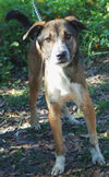 Pistol the Shepherd