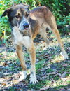 Pistol the Shepherd