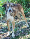 Pistol the Shepherd