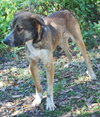 Pistol the Shepherd