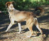 Pistol the Shepherd