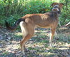 Pistol the Shepherd