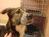 Pistol the Shepherd