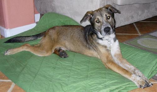 Pistol the Shepherd
