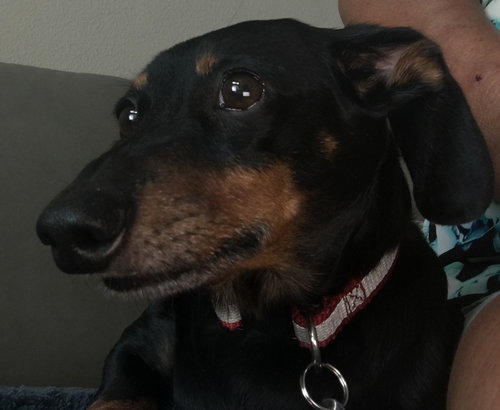 Rudy