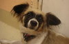Andre the Papillon