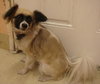 Andre the Papillon