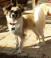 Andre the Papillon