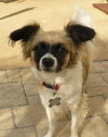 Andre the Papillon