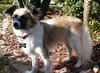 Andre the Papillon