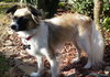 Andre the Papillon